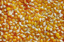 Описание изображения